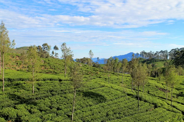 The green tea fields at lipton's tea plantation, in the hill country in the Sri Lanka