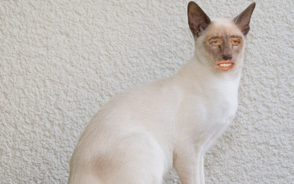 siamese-cat4_95127-1920x1200