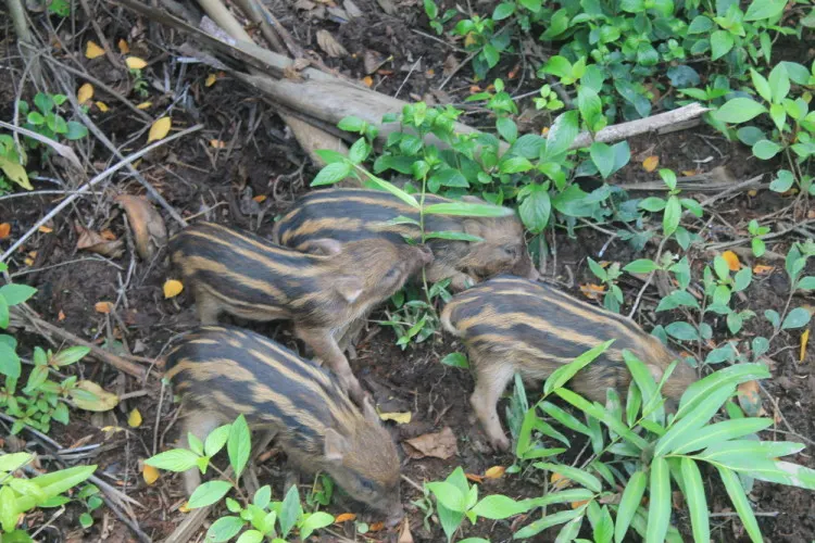 Boar babies on Pulau Ubin, a great place to see wildlife in Singapore