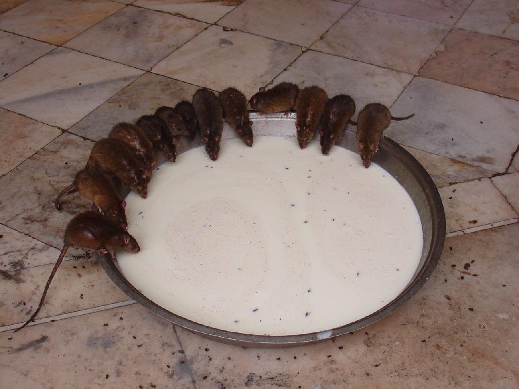 Rats drinking Milk Karni Mata Temple Deshnok