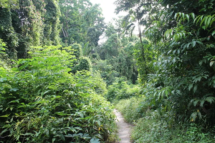Bukit Timah Nature Reserve, one of the best walks in Singapore