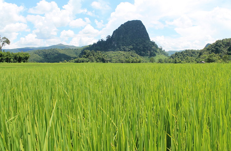 rice fields in Muang Ngoi, Laos