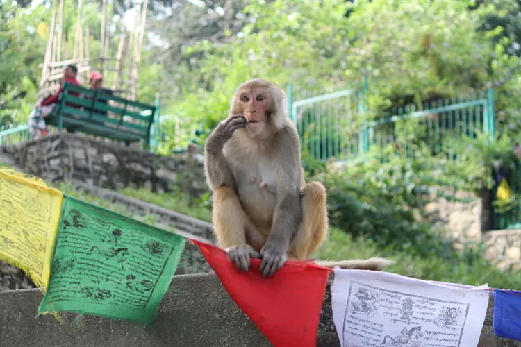 A monkey relaxing at the monkey temple in Kathmandu, Nepal