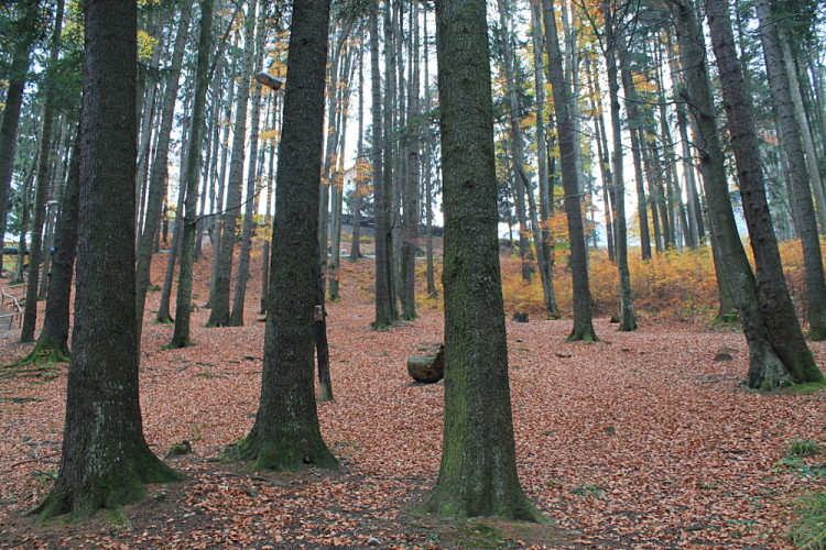 The woods in Busteni - a day trip during a week in Transylvania