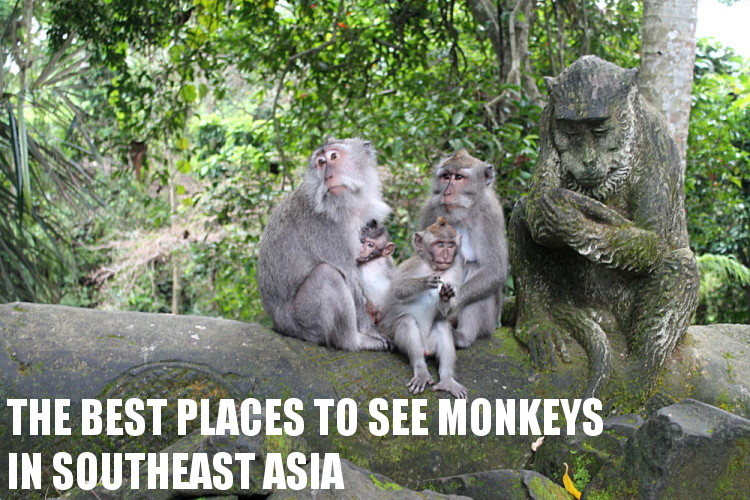 Southeast Asia travel blog - monkeys