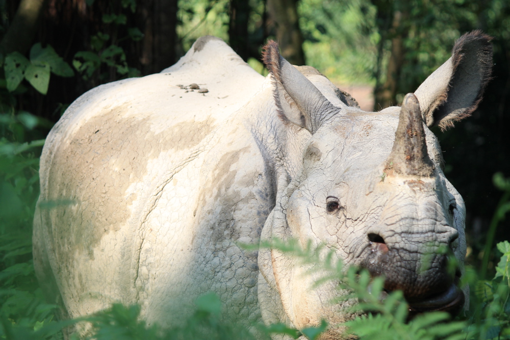 A year on the road: Rhino in Nepal