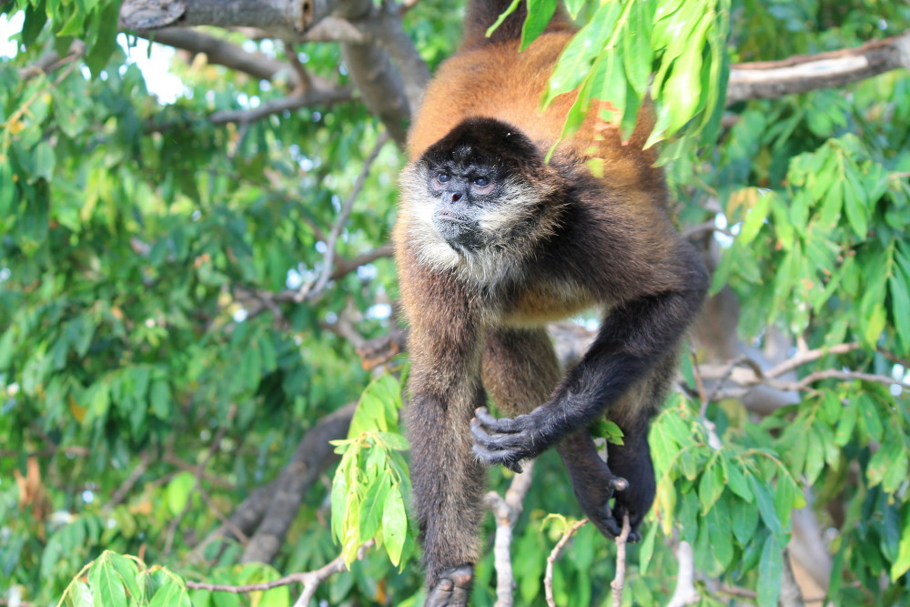 monkey-island-granada-nicaragua