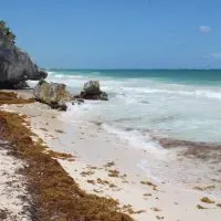 Attack of the killer seaweed in Tulum, Mexico