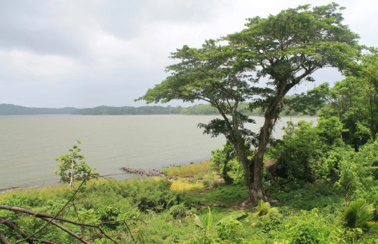 Solentiname Islands, Nicaragua: Trees on Mancarron