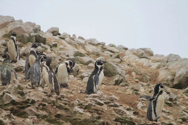 Penguins pn the Ballestas islands tour, Paracas, Peru