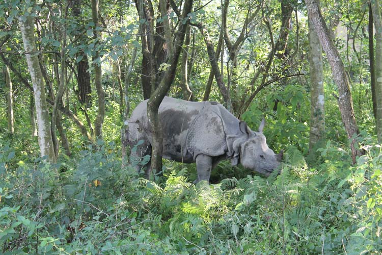 Rhinos in Chitwan National Park, Nepal