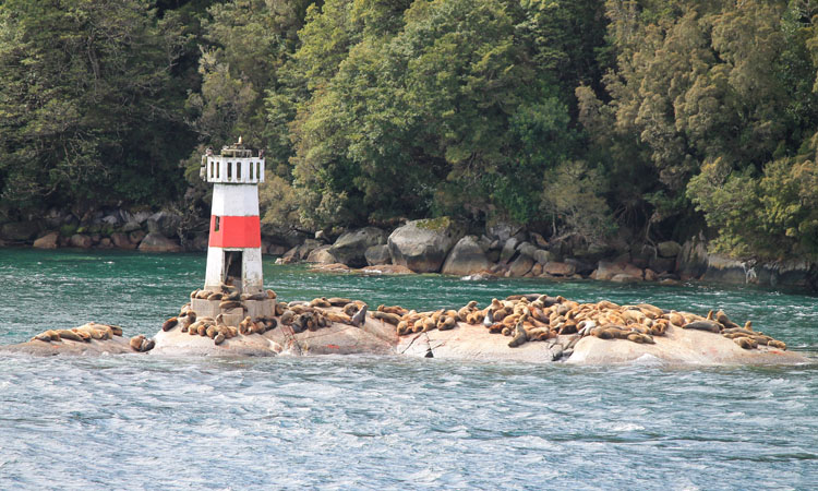 A budget cruise through Patagonia on the Navimag ferry from Puerto Montt to Puerto Natales: Sea lions