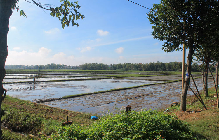 Rice paddies on the way to the beaches in Hoi An, Vietnam