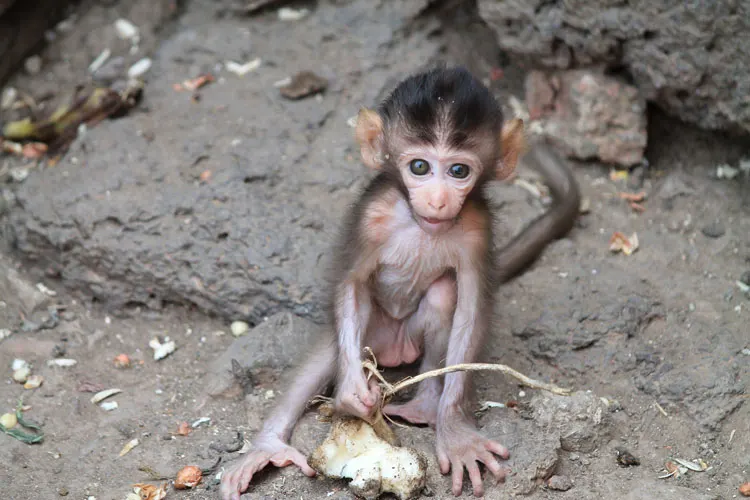 Exploring the ruins in Lopburi, Thailand -- a baby monkey