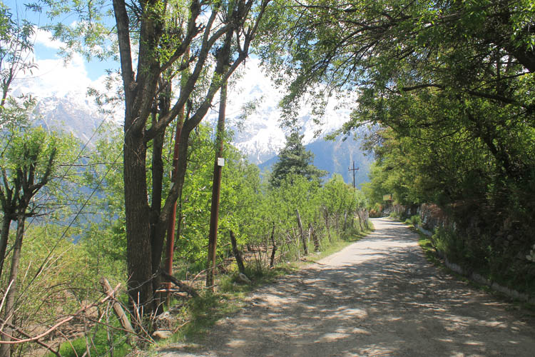 hiking-road-kalpa-india