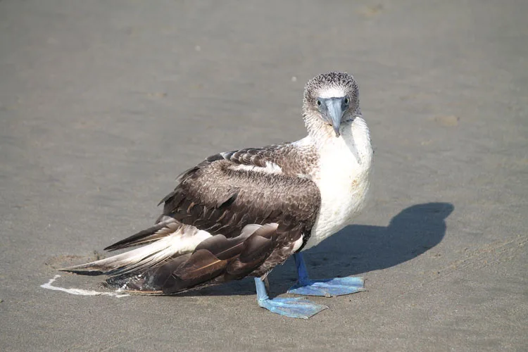 Mancora travel guide -- a blue footed booby