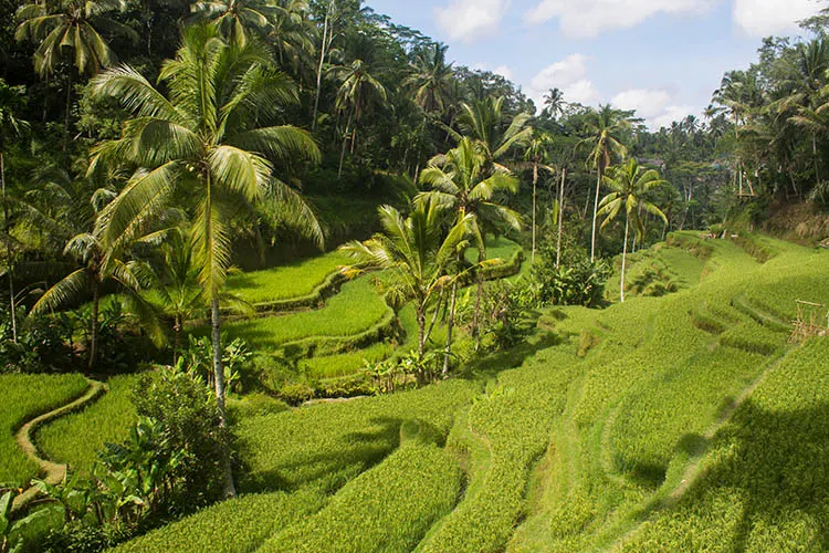 Bali honeymoon -- seeing rice terraces in Bali