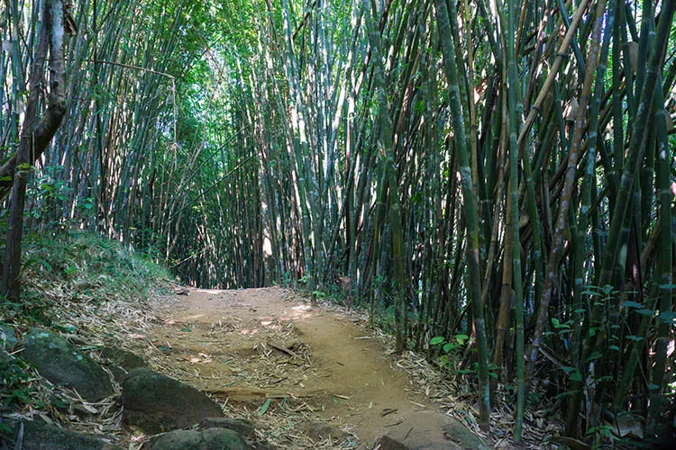 A bamboo forest near Chiang Rai, Thailand